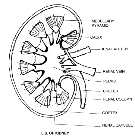  labeled diagram of the L.S of kidney