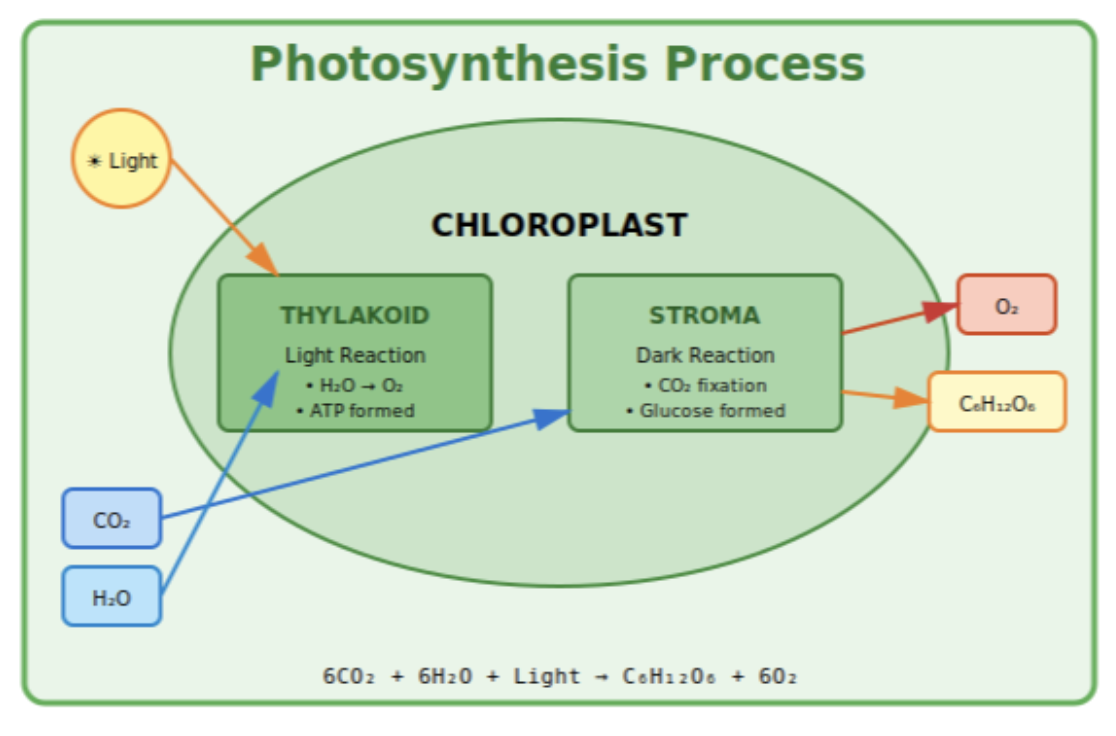 phtosynthesis