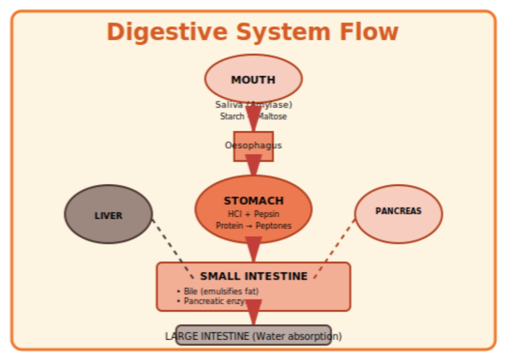 human digestive system flow