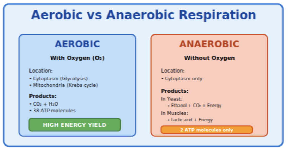 Anaerobic Respiration