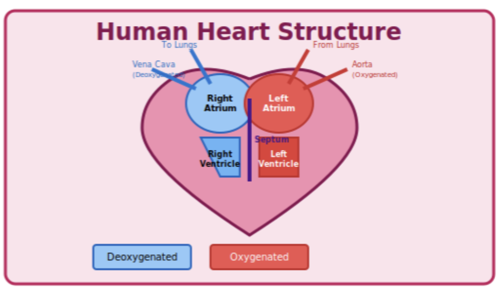 Human heart structure
