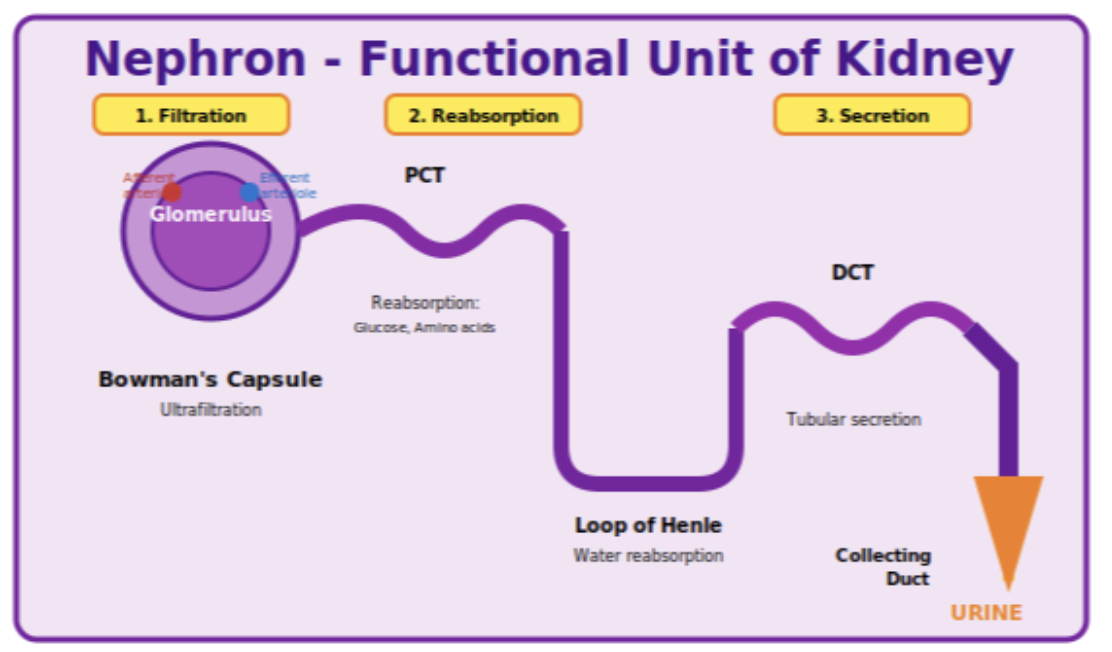 Transportation in Humans