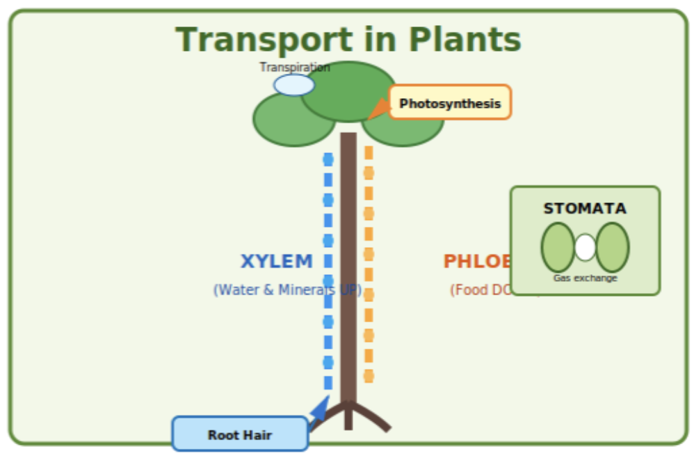 Transportation in Plants