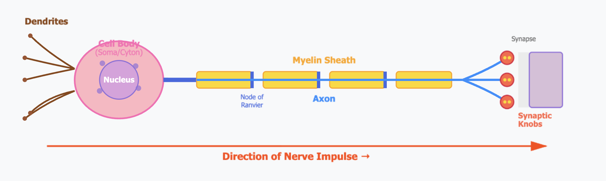 Structure and Function of a Neuron
