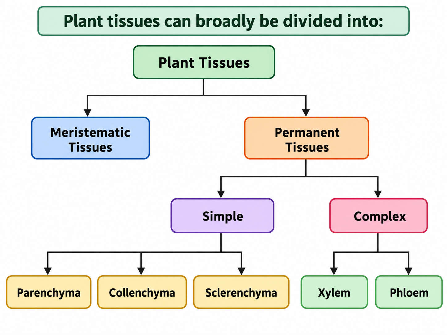 Plant Tissues types