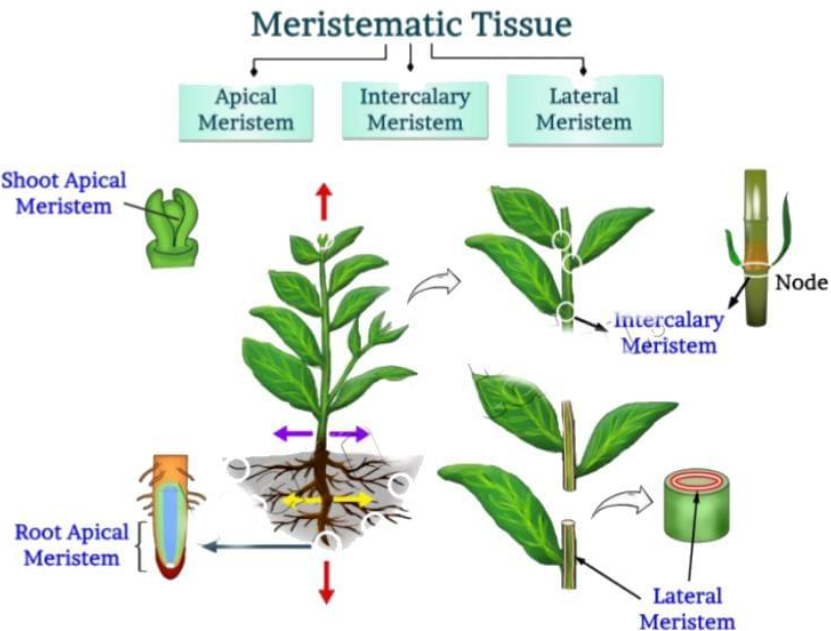 Types of Meristematic Tissue