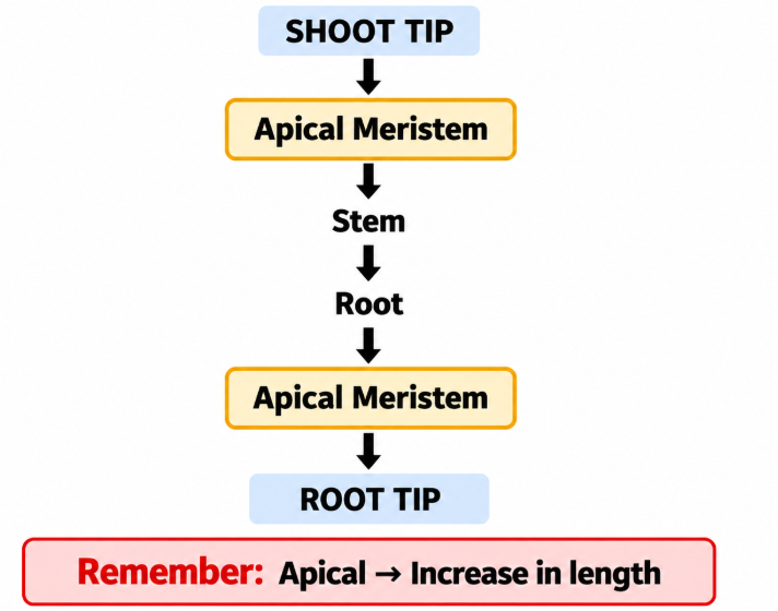 Apical meristem