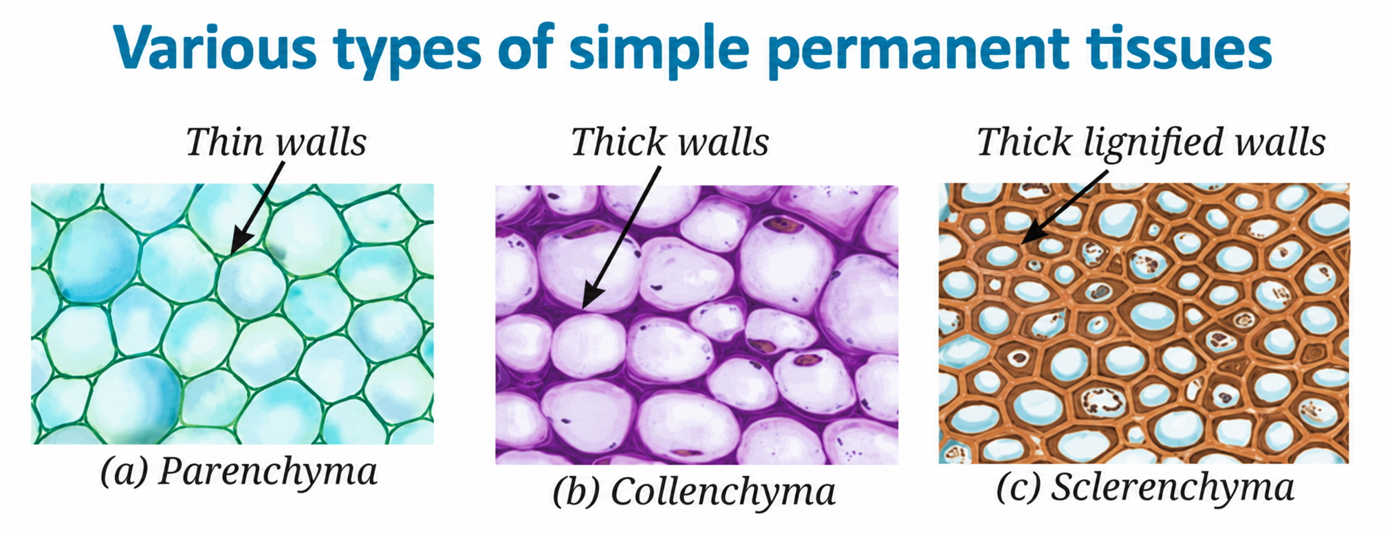 Simple Permanent Tissues types