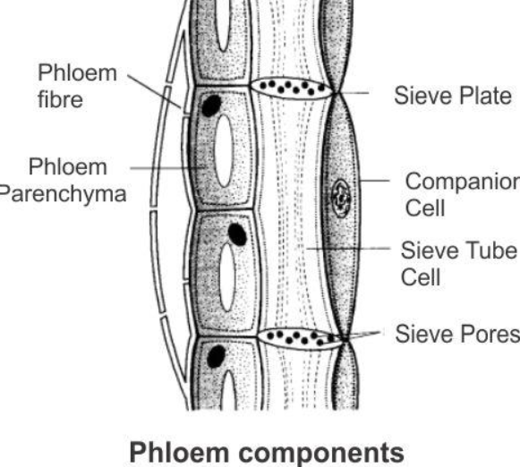 Components of Phloem