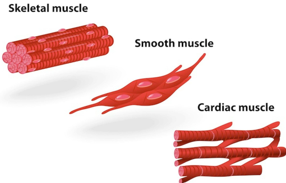 types of Muscular Tissue
