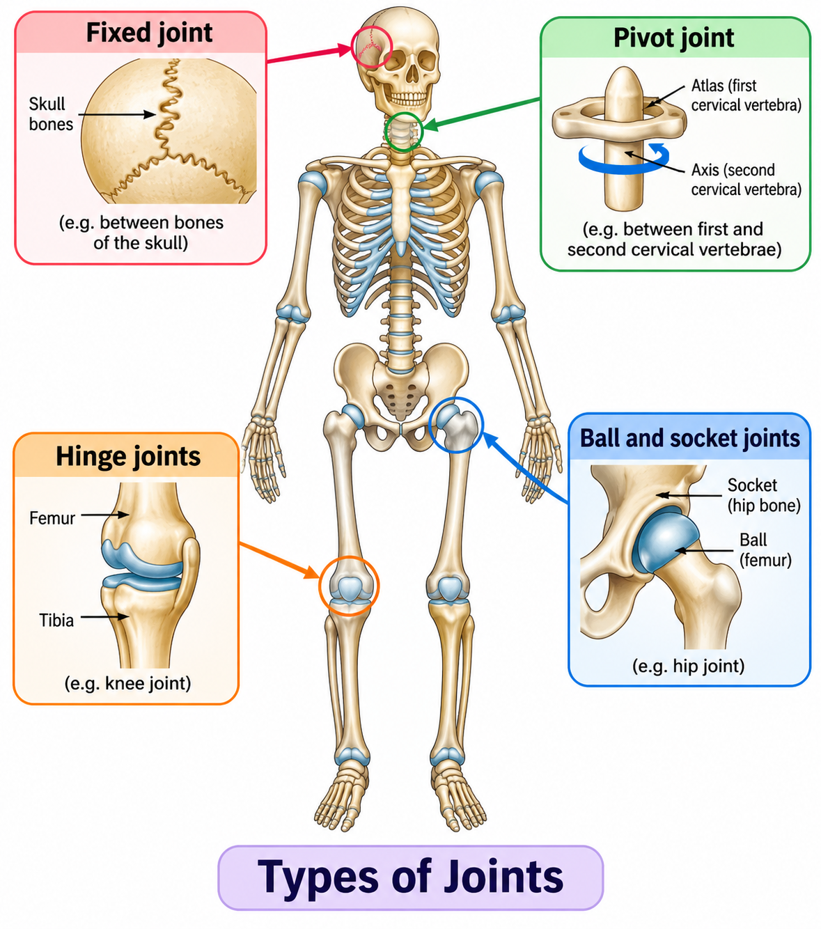 Types of Joints