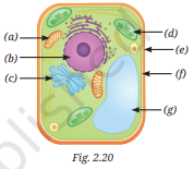 Cell The Building Block of Life Class 9 Question Answer Science Exploration Chapter 2