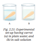 Two carrots of similar size placed in plain water and the other carrot in concentrated salt solution