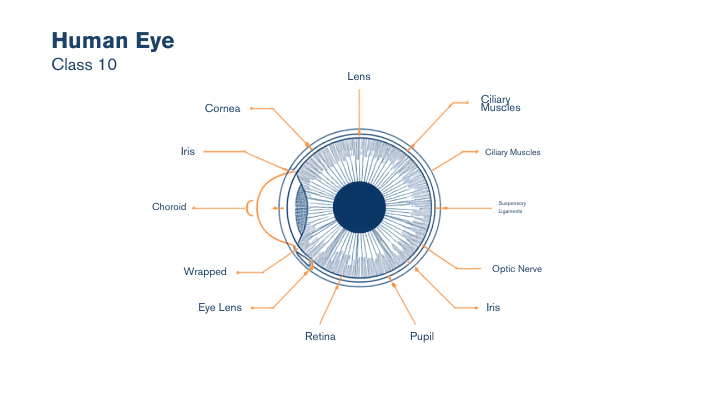 Human Eye