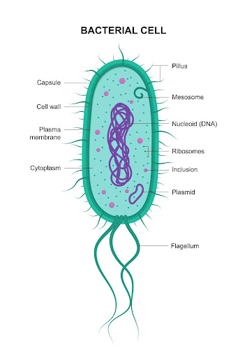 Vector bacterial cell anatomy isolated on white background
