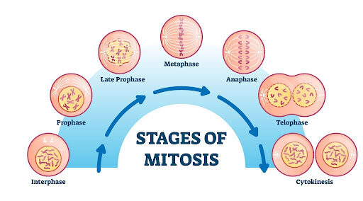Mitosis: Equational Division