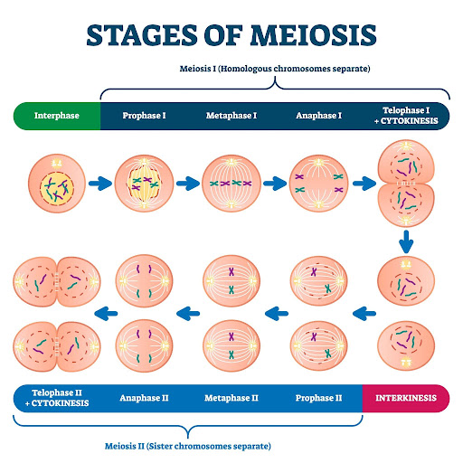 Meiosis: Reductional Division