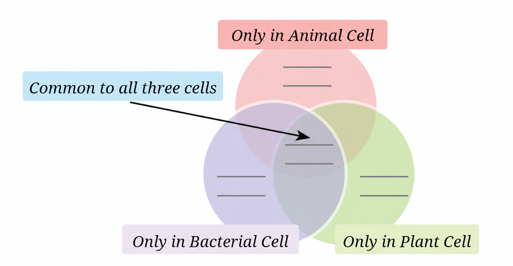 Various parts of a cell are given below. Write them in the appropriate places in the following diagram.