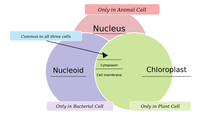 Various parts of a cell
