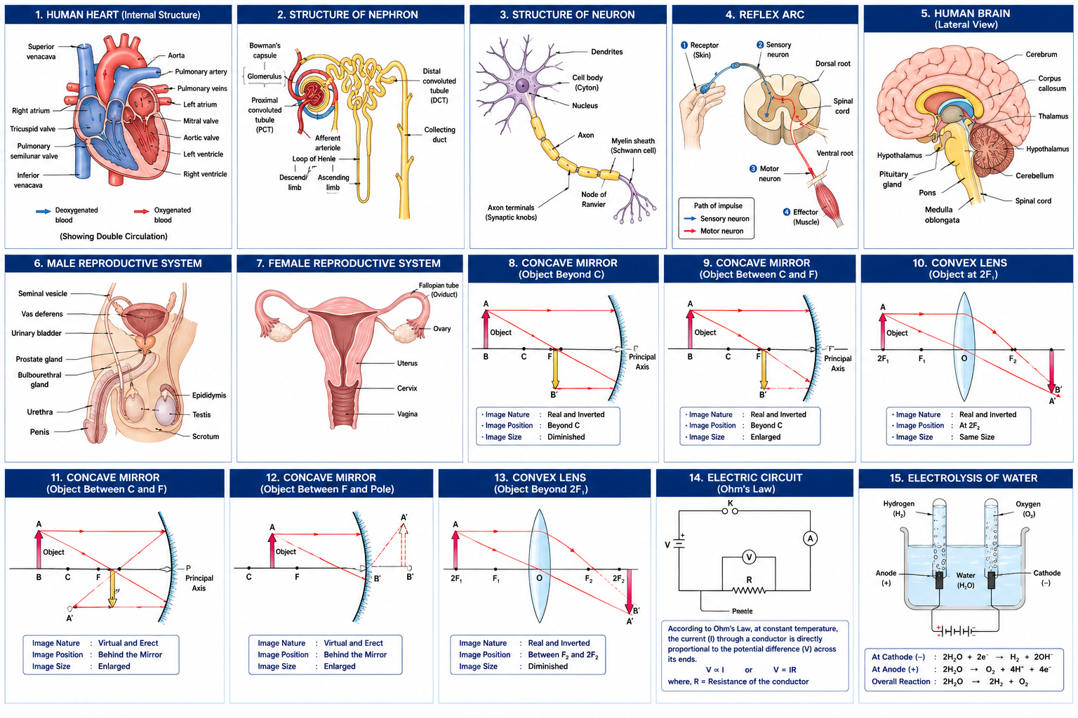 Class 10 Biology Important Diagrams