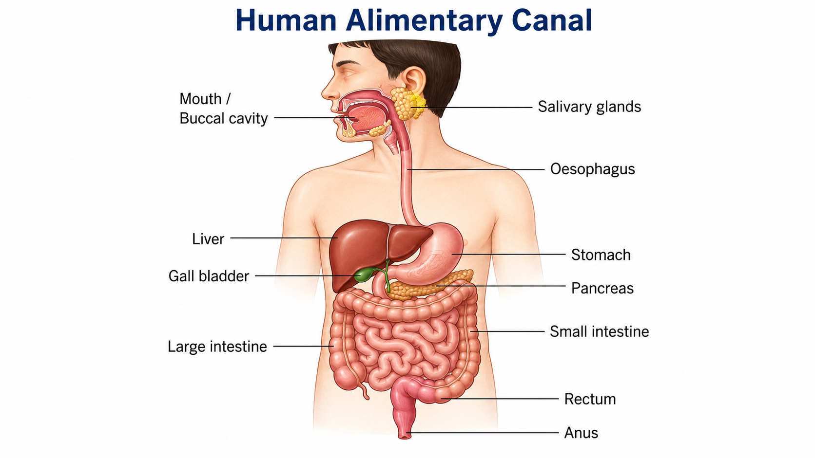 Human alimentary canal