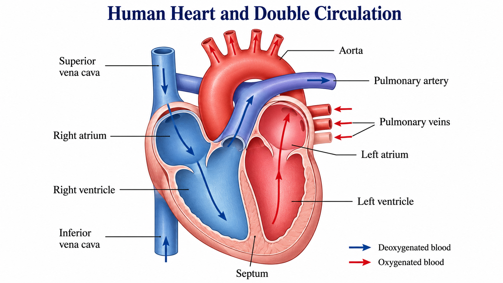 Human heart with numbered labels