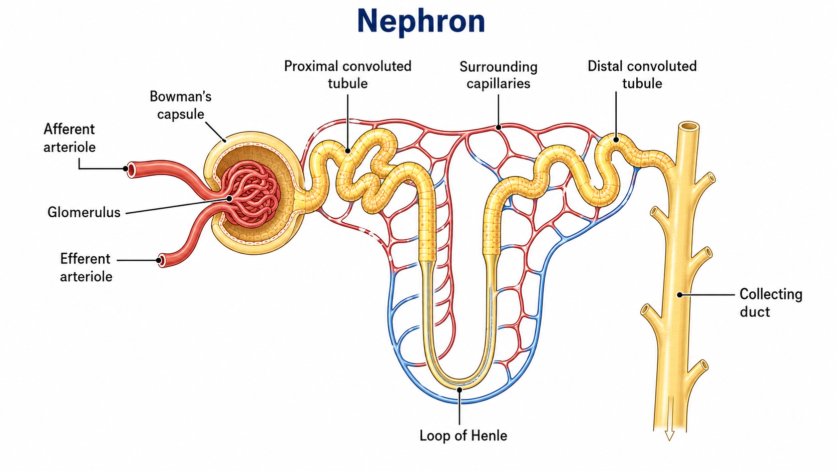 Labelled nephron