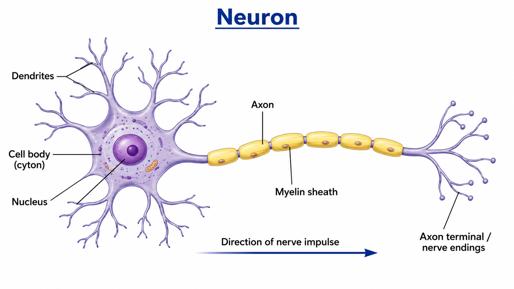 Labelled neuron and direction of impulse