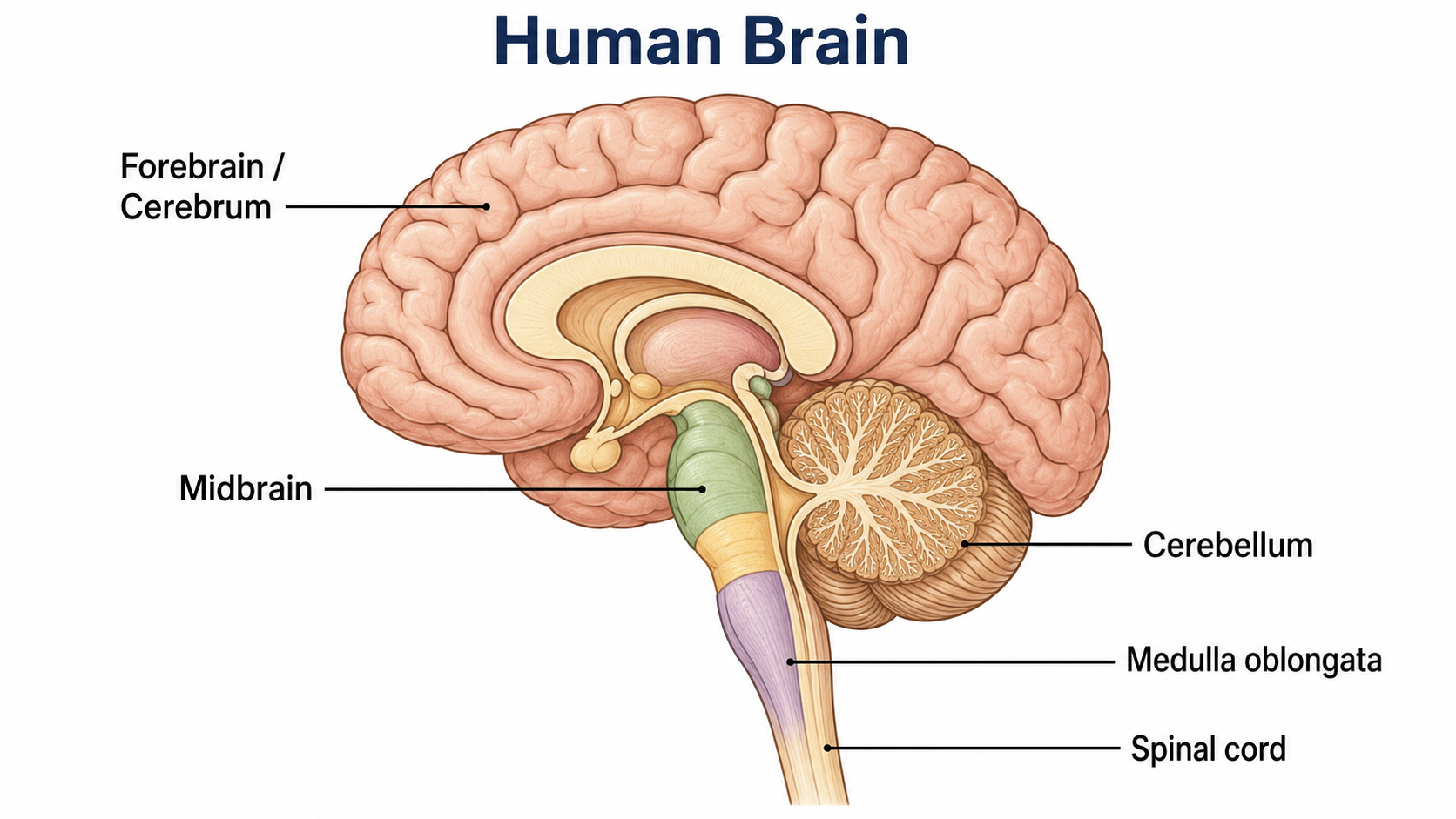 Human Brain