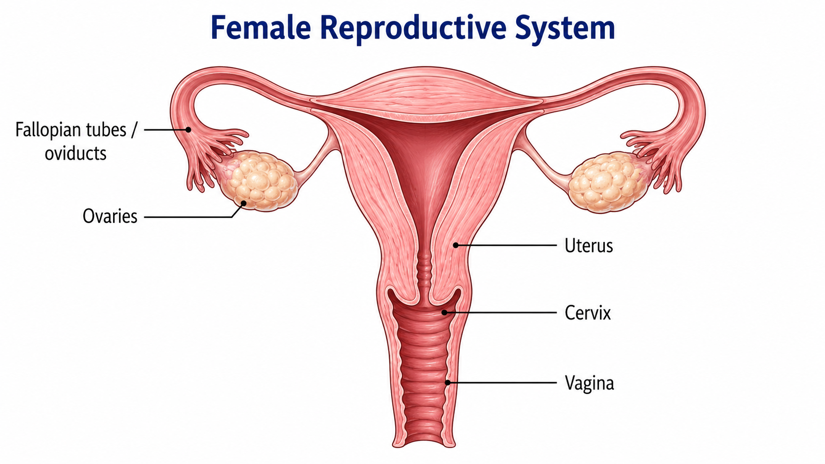 Female reproductive system