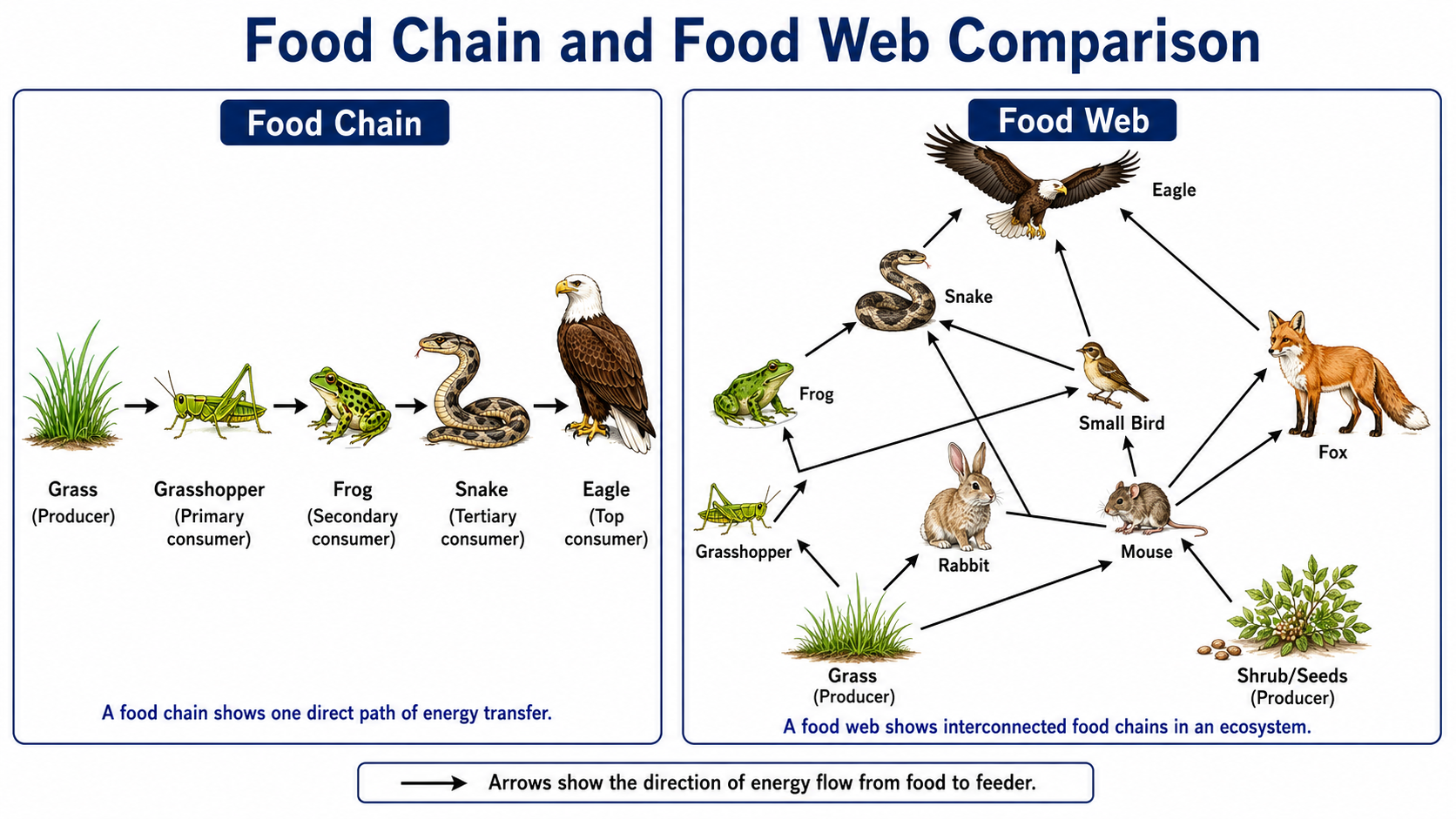 Food chain and Food Web