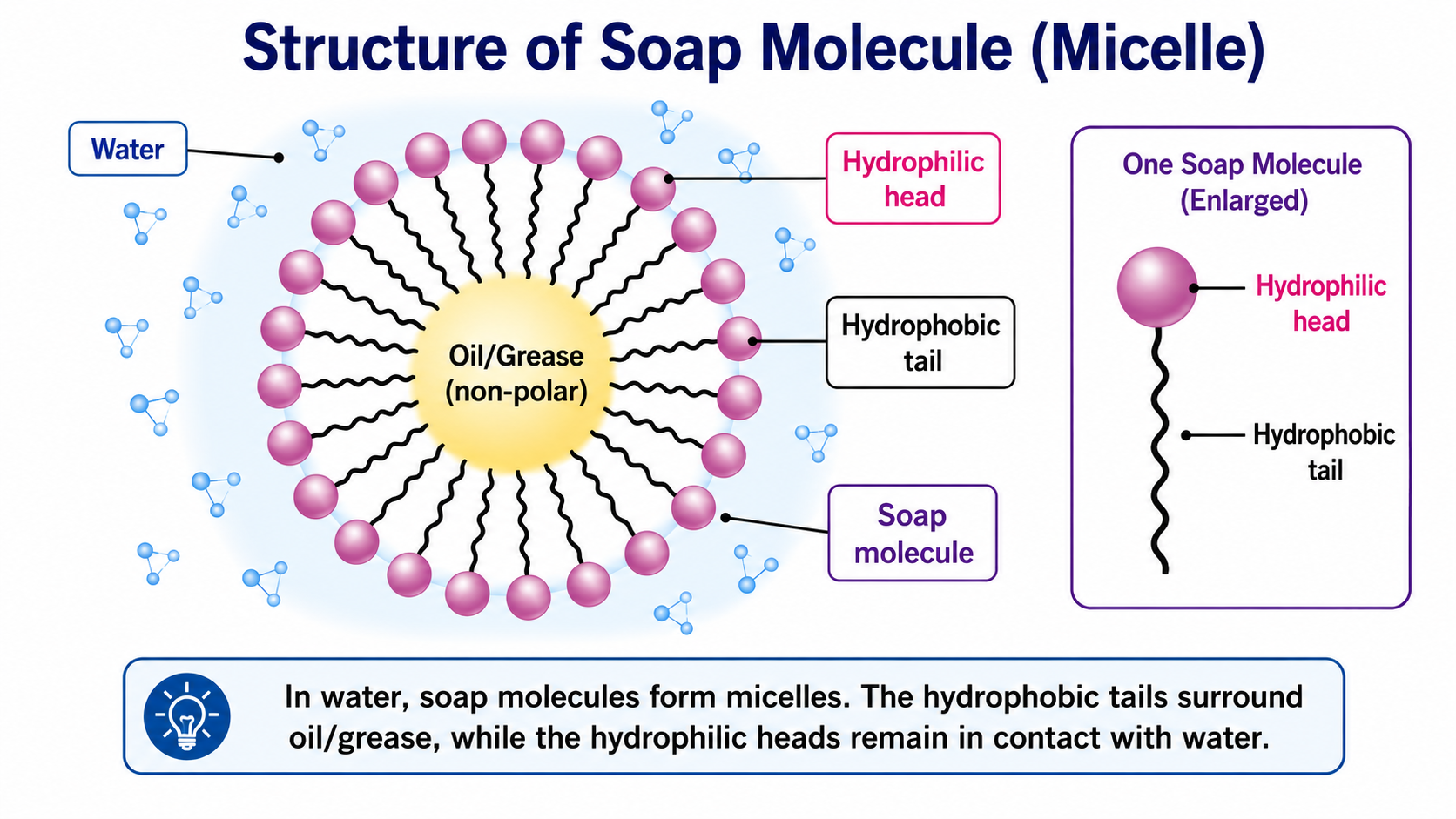 Structure of Soap micelle