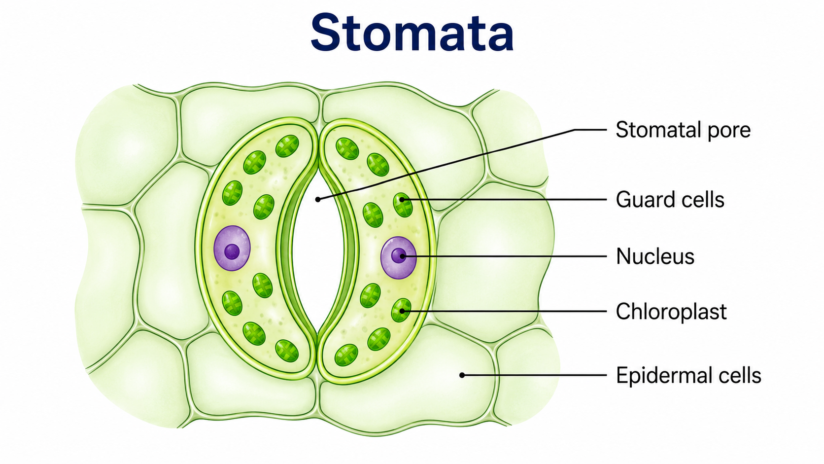 Stomata and guard cells