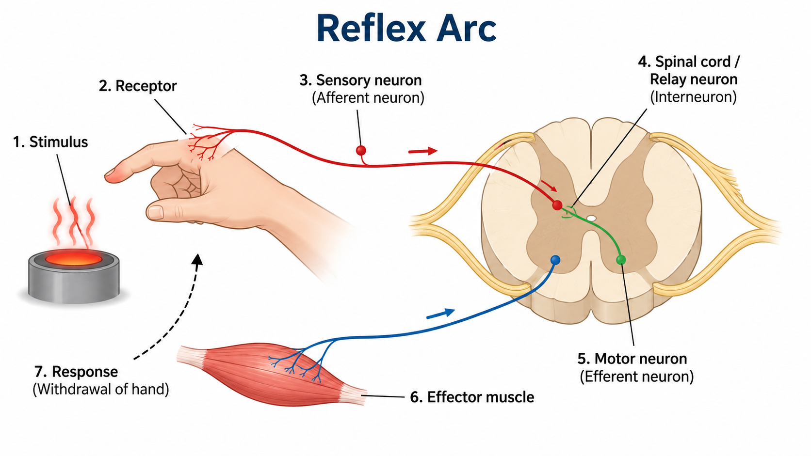 Reflex arc diagram