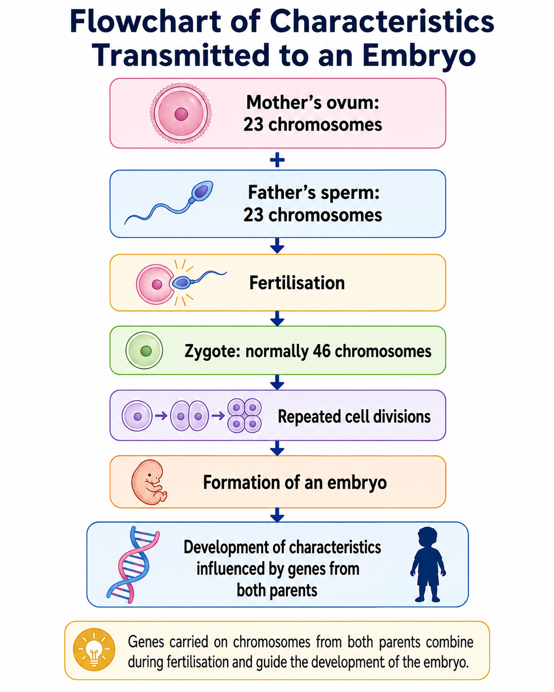 Flowchart of characteristics transmitted to an embryo