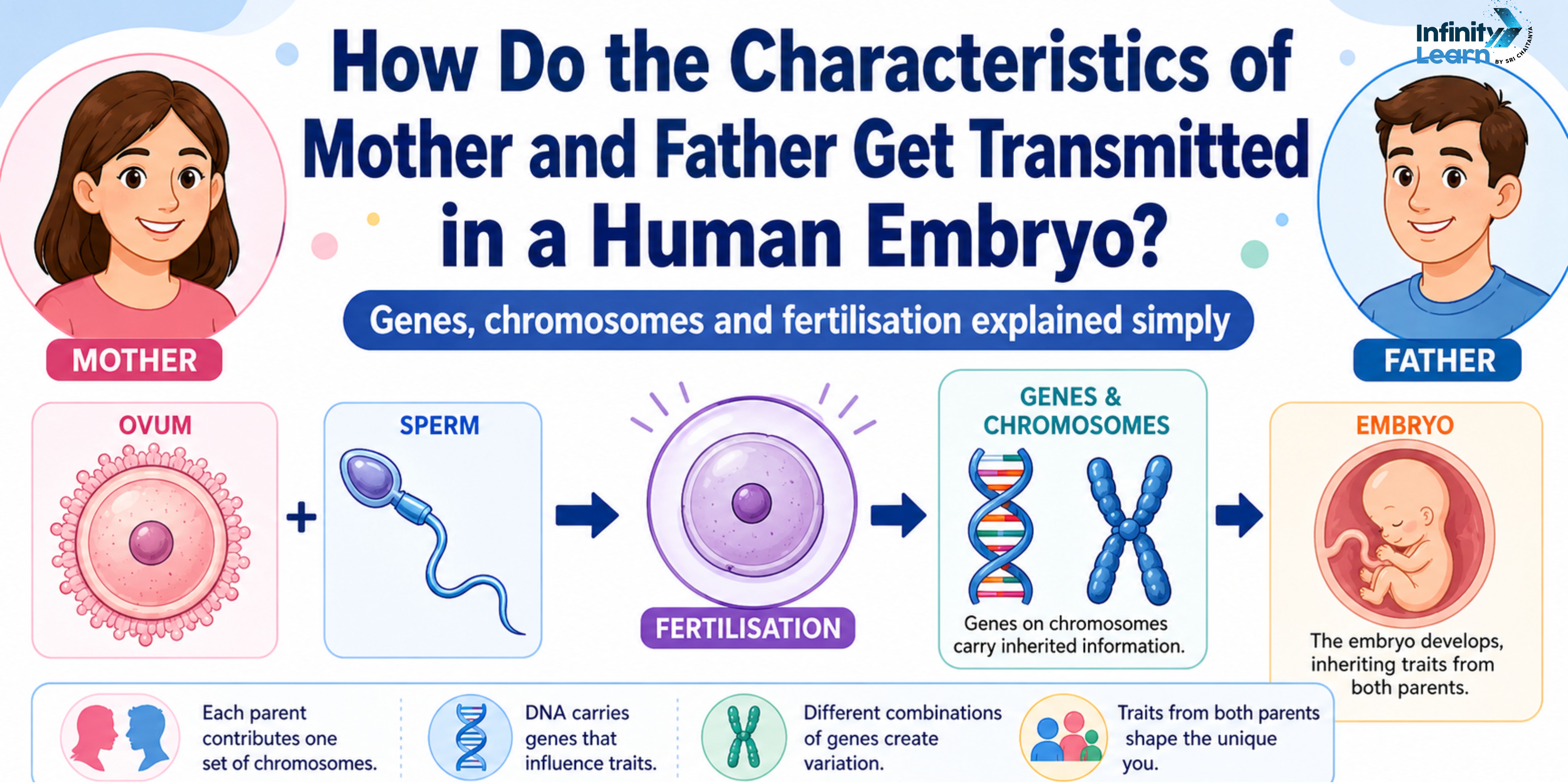 How Do the Characteristics of Mother and Father Get Transmitted in a Human Embryo